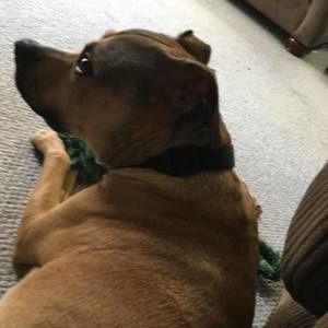 Meet your Posher, Talan